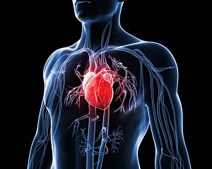 Key protein in preventing heart attacks identified