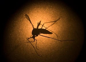 CRISPR screening reveals Zika weaknesses