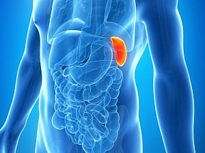How human spleen filters out diseased blood cells