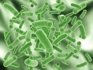Bacteria can block mosquitoes from transmitting Zika virus