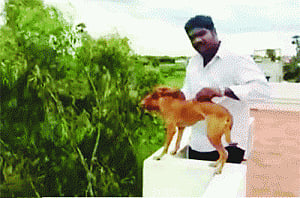Beasts on the run held for throwing puppy off roof