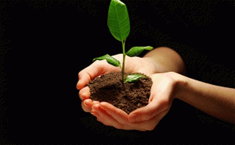Himachal to plant one crore saplings