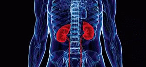 Premature infants more likely to develop chronic kidney disease