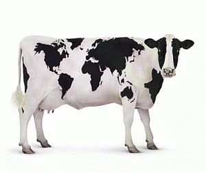 Cow milk oestrogens do not affect blood levels, reproductive organs