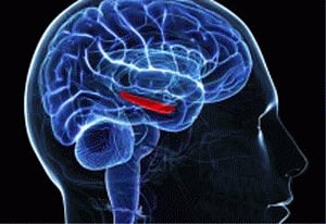 Brain's 'physics engine' can predict our future movements