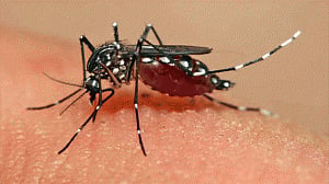 Dengue in lucknow forces new dress code for school children