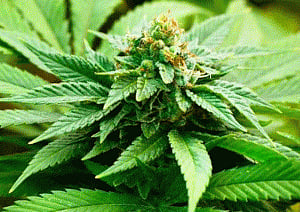 Opium, cannabis plantation cleared from 1,527 hectares in HP