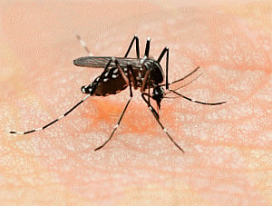 Chikungunya reigns over viral Capital