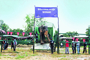 Azadi after 50 years for 'unluckiest' tusker