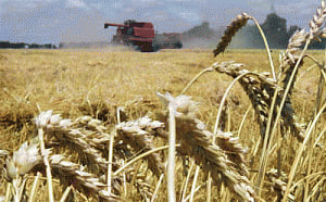 Govt cuts import duty on wheat, potato & palm oils