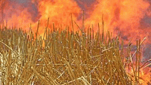 Burning of crop residue major source of air pollution: Delhi