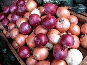 Onion compound may help fight ovarian cancer: study