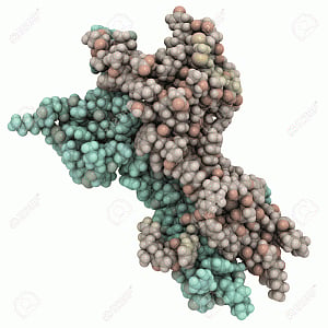Nerve growth protein controls blood sugar, says study