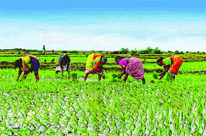 Old notes run as farming goes to seed