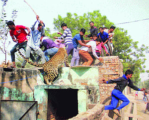 leopard strays into Sohna, hacked to death