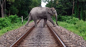 Jumbo tragedy on Assam tracks as three tuskers, unborn calf die