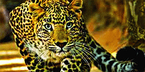 Safe at last! Delhi leopard caught