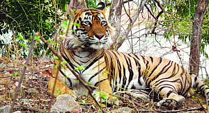 Ranthambore's star tiger Ustad lives as refugee in Sajjangarh!