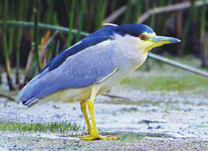 Rare winged guests throng Yamuna wetlands