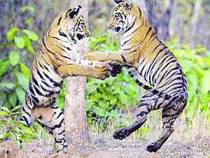Saving tigers in the wild