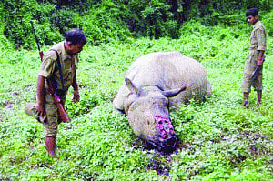 Colluding in Kaziranga