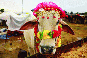Gau rakshaks spur Hindu-bashing