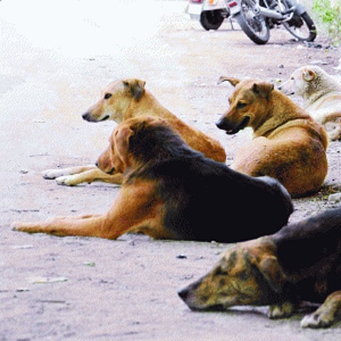 It's a lust for slaughter that drives dog-killers