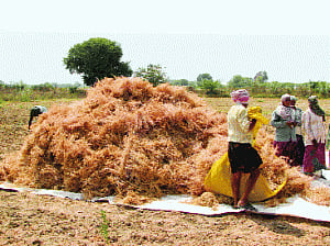 India's pulse dilemma