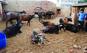 United, we can save the cow