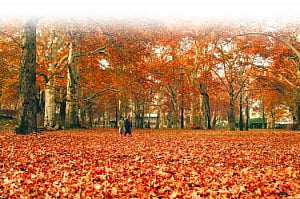 Autumn: Season of benevolence