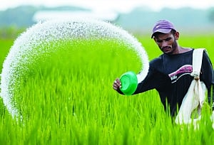 Native seeds are key to food security