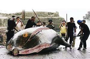 Stop the slaughter of whales
