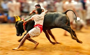 TN CM Panneer vows to hold Jallikattu, raps UPA for ban