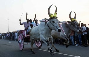 SC-TN face-off certain as Jallikattu ban stays