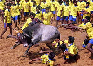 Jallikattu begins in parts of TN amid continuing protests