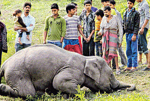Electrocution of wild animals increasing, experts raise concerns