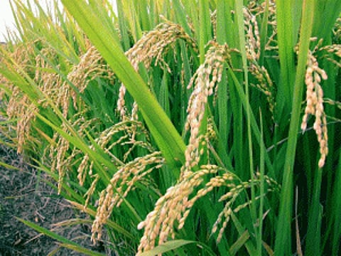 Hailstorm spells crop damage, losses for Haryana farmers