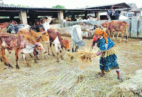 Vet a nerve! No doc for 50% livestock