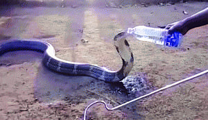 Slaking cobra's thirst, all in a day's work for some