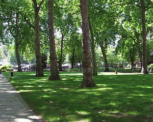 Green spaces, woods good for elderly, says study