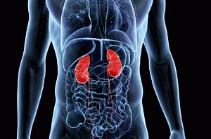 Make kidney health a priority: Experts