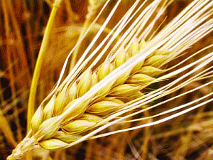 The power of BARlEY