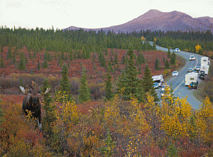 Noise pollution in US threatens protected wildlife areas