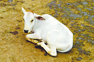 Workers butcher calf on road, shame Cong