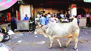 Ban on sale of cattle for slaughter stayed