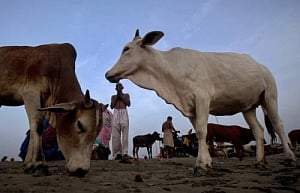 After beef feast, Kerala rejects Central rules