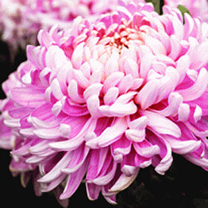 Green cleansers