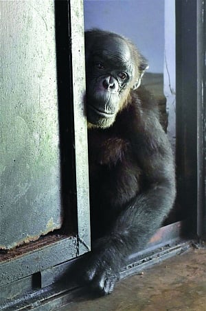 Delhi zoo birthday bash is not monkey business