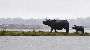 Kaziranga flood toll touches 92