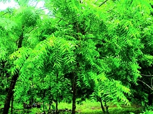 These 20 plants can guzzle pollutants, finds DU study